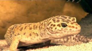 How To Care For Your Pet Leopard Geckos [upl. by Aifos]