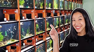 Picking the 5 COOLEST Fish at Aquarium CoOp [upl. by Ikkela]