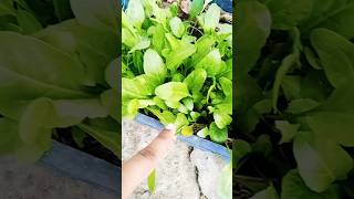 Oxalis plant part2 plants farming amazingfacts gardening biology foryou garden indoorplants [upl. by Eisak]