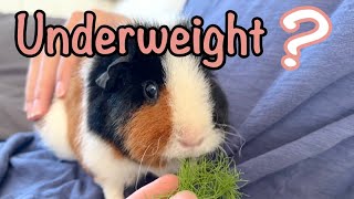 My Guinea Pig is Underweight  How to help them gain weight safely [upl. by Ahsinawt]