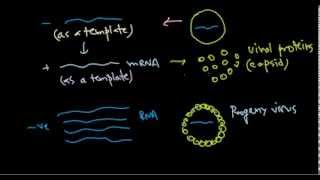 9 Replication of negative stranded RNA virus [upl. by Aifas860]