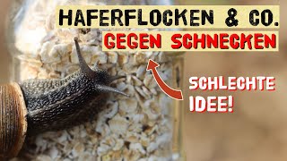 Schneckenplage 2024  Nicht jeder Tipp hilft gegen Schnecken im Gemüsegarten Helfen Haferflocken [upl. by Jaquenetta]