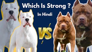 Pitbull VS Dogo Argentino Comparison [upl. by Odlanra]