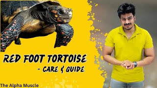 Red Foot Tortoise Intro  తెలుగులో  Complete Care and Guide [upl. by Spurgeon801]