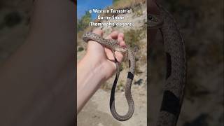 Catching a beautiful Western Terrestrial Garter snake snake herping reptiles [upl. by Attenor]