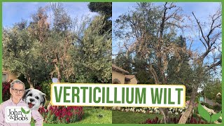 Verticillium Wilt  What Is It amp How To Deal With It [upl. by Inar]