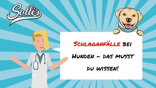 Schlaganfall bei Hunden  Symptome amp Behandlung [upl. by Bartholomew]