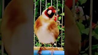 The Shocking Truth About Goldfinch Song You Wont Believe [upl. by Gine]