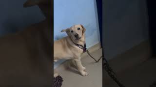 Arivu boso mrboso labradorretreiver doglover labrabor subscribe [upl. by Slaby665]