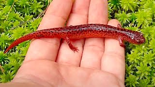 Northern Red Salamander [upl. by Eicrad]