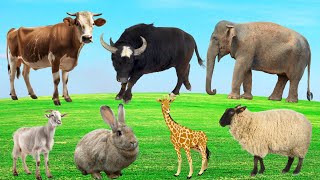 Learn About Herbivores  Cows Elephants Sheep Goats Giraffes [upl. by Hoashis259]