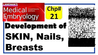 Langman Chapter21  Development of Integumentary System  Embryology  Dr Asif Lectures [upl. by Iamhaj]