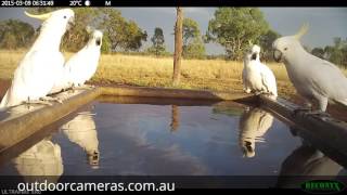 Reconyx Ultrafire XR6  Cockatoos on trough [upl. by Nwahsuq]