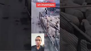 tremendo inventó para llevar ganado a salvo obejas borregos inventos creativos subscribe [upl. by Atsed373]