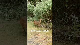 THIS IS MUNTJAC  japan muntjac deer selfseasoned wildlife bambi [upl. by Nhguavaj]