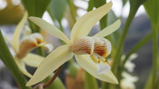 Coelogyne flaccida  Orchideen erfolgreich pflegen [upl. by Gladdy]