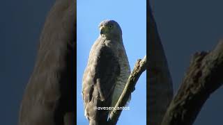 Gaviãocarijó Voz da Caatinga em Plena Natureza [upl. by Aigneis]