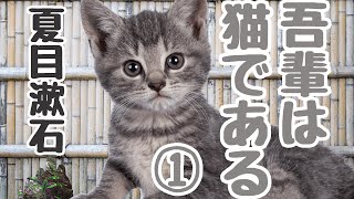 【朗読】夏目漱石「吾輩は猫である」１／（女性が読む／作業用・睡眠朗読）（挿絵・大きい字幕付き） [upl. by Hannej722]