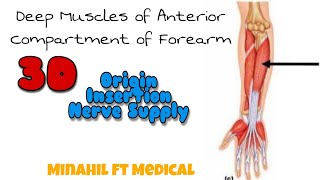 Muscles of Anterior Compartment of Forearm Part 2 Origin InsertionNerve supply [upl. by Attekal735]