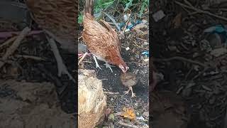 chicken native chubby viralvideo trending trendingshorts shortvideo shorts short [upl. by Ajaj]