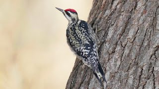 YellowBellied Sapsucker Sap Drilling Technique  USA [upl. by Riay]