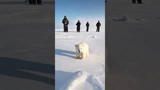 🐻‍❄️ Tiny Polar Bears Heartwarming Rescue 😍 PolarBearRescue WildlifeConservation ArcticAnimals [upl. by Julienne902]