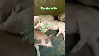 Nov14 update youtubeshorts backyardfarming fattening piggery [upl. by Elissa]