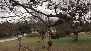 Callery pear tree  winter survival food [upl. by Colbye]