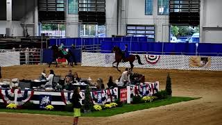 Heather in Class 18  ASB Three Gaited Show Pleasure Adult at All American Cup on 992024 [upl. by Merfe]