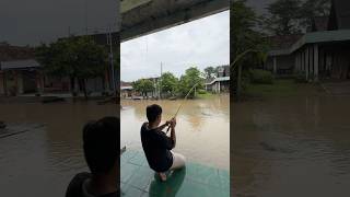 Mancing Saat Banjir Dapat Ikan Lele Ukuran Monster lele banjir lelemonster mancing menemukan [upl. by Nehtiek]