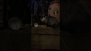 Possum loves cheese opossums possum cute cuteanimals cute babyanimals [upl. by Tlok181]