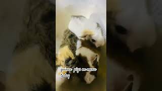 cooking my guinea Pigs Pls like Share N Subscribe pets guineapig cute new [upl. by Ahsiugal]