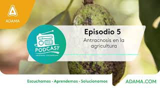 Episodio 5  Antracnosis en la agricultura [upl. by Merilyn]