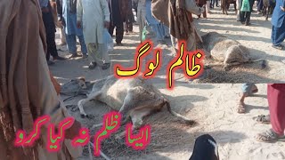 Zalim LoG Aisa Zulam Na Kiya karo 😭animal goat Animal567 [upl. by Alyac4]