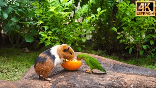 No Ad Interruptions Cat TV for Cats to Watch😺 Cute Little Birds with Squirrelmania🐿️10 Hrs 4K HDR [upl. by Nivi980]