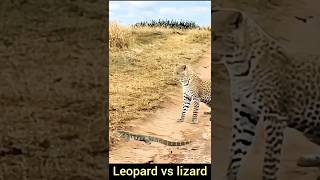 Leopard Attacks Lizard Intense Battle in the Wild [upl. by Monjo]