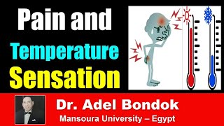 Pathway of Pain and Temperature Sensation Dr Adel Bondok [upl. by Anerac]