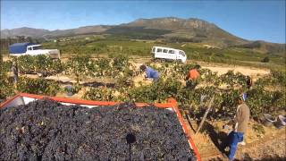 Groot Constantia harvest [upl. by German420]