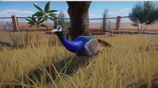 Planet Zoo Ep 1  Peafowls [upl. by Hawley468]