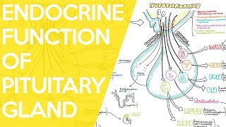 Overview of the Endocrine Function of the Pituitary Gland  Sarah Clifford Illustration Tutorial [upl. by Nelrac]