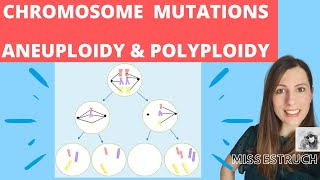 CHROMOSOME mutations  A level biology Nondisjunction in meiosis Aneuploidy amp polyploidy [upl. by Sartin]