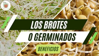 BROTES GERMINADOS Beneficios para la Salud [upl. by Annatsirhc]