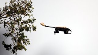 Eager Chimps First Monkey Hunt  BBC Earth [upl. by Aracat400]