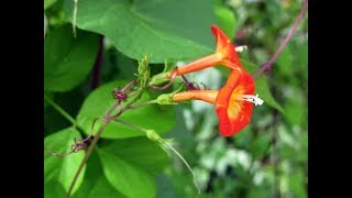 Top Ten Best Climbing Plants [upl. by Hannad800]