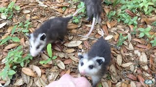 Baby Opossums Come Running When Called [upl. by Mani349]