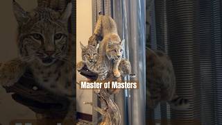 World Taxidermy Championships  Master of Masters Division 2024 🐆🦜🐱 taxidermy taxidermyart [upl. by Tillo]