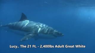 Scuba Diving the Farallon Islands California  Great White Cage Diving with gopro [upl. by Nnyw]