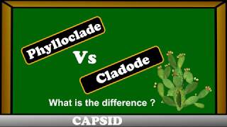 Phylloclades vs Cladode   difference between phylloclades and cladode [upl. by Nosemaj]