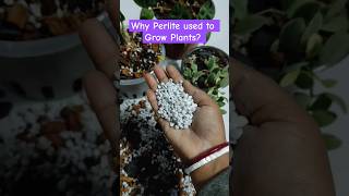 Why Perlite should use to Grow Plants  All information about Perlite for Gardening [upl. by Saum122]