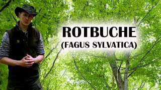 Der häufigste Laubbaum Deutschlands  Steckbrief Rotbuche Fagus sylvatica  Waldwissen 2 [upl. by Peoples]